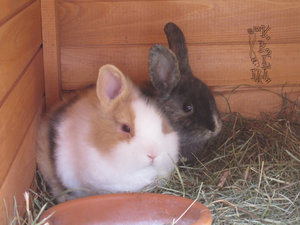Zwergkaninchen winzig.jpg