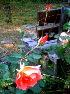 Alpengarten Rose.jpg