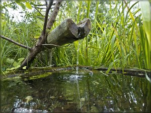 Alpengartenl -P1000258.jpg