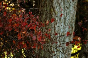 Farbenrausch 500 kbFarbenrausch11 rote Blätter0001.jpg
