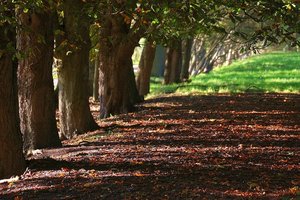 Farbenrausch 500 kbFarbenrausch12 Allee0001.jpg