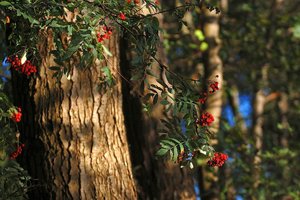Farbenrausch 500 kbFarbenrausch9 Vogelbeeren0001.jpg