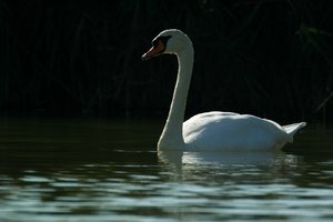 comp_SDIM9265_1.jpg comp_SDIM9265_1.jpg