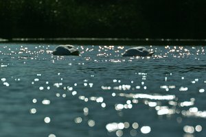 comp_SDIM9289_1.jpg comp_SDIM9289_1.jpg