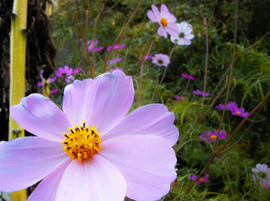 2011_10_21_X530_Balkon_Cosmea_PIMG0003_1200pix.jpg 2011_10_21_X530_Balkon_Cosmea_PIMG0003_1200pix.jpg