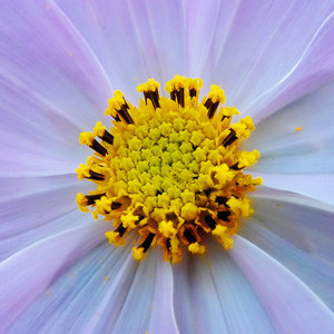 2011_10_21_X530_Balkon_Cosmea_PIMG0023_Var_A_900x900pix.jpg 2011_10_21_X530_Balkon_Cosmea_PIMG0023_Var_A_900x900pix.jpg