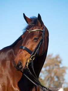 karlchen (10 von 14).jpg