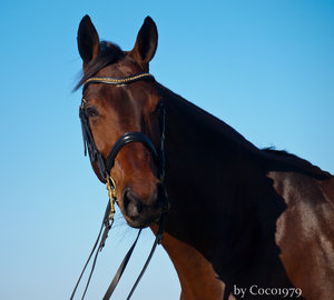 karlchen (8 von 14).jpg