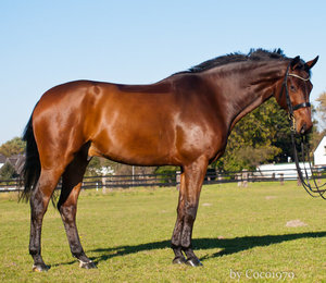 karlchen (9 von 14).jpg