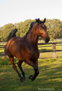 karlchen (13 von 14).jpg