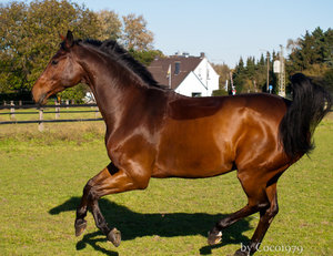 karlchen (14 von 14).jpg