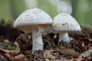 DSC00078.jpg DSC00078.jpg