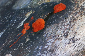 JPG_6885 Kopie mkö.jpg