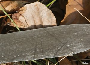 01_SDIM0860_no extended Corp.jpg