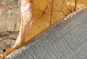 02_SDIM0881_50iso extended Corp.jpg