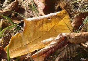 04_SDIM0873_no extended Corp.jpg