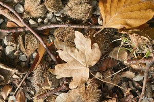 05_SDIM0885_no extended.jpg