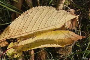 06_SDIM0886_no extended.jpg