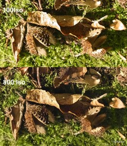 01_SDIM0826_100-800 iso.jpg