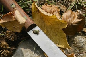 04_SDIM0876_no extended.jpg