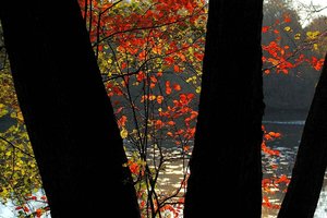 Herbstlicht 500 kbHerbstlicht 20001.jpg