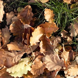 03_SDIM0936_800iso ohne schärf-entr_corp.jpg