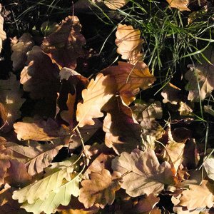 05_SDIM0934_3200iso ohne schärf-entr_corp.jpg