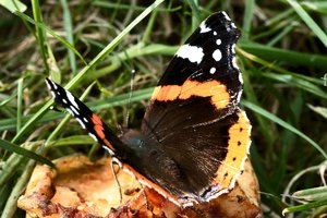 schmetterlingDSC00164.jpg schmetterlingDSC00164.jpg