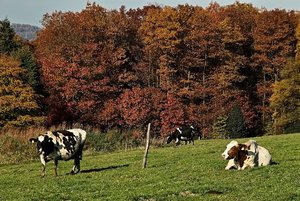 SDIM5128 (c) PPf.jpg