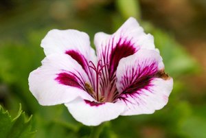 blühtenDSC00248.jpg blühtenDSC00248.jpg