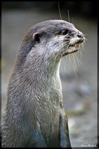 sample 26.jpg sample 26.jpg