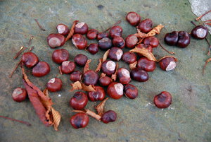 Teutoburger Wald _066.jpg