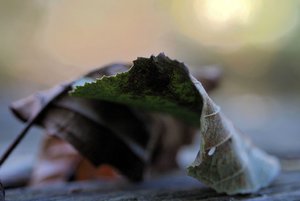 Herbst 2011-10-23 007.jpg