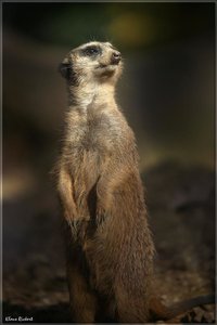 sample 29.jpg sample 29.jpg