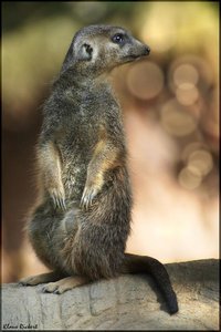 sample 30.jpg sample 30.jpg