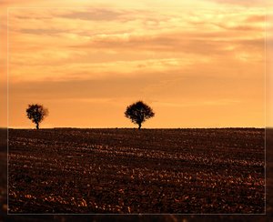 Zwei Bäume im Herstlicht 500 kbZwei Bäume im Herbstlicht.jpg