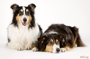Collies-1.jpg