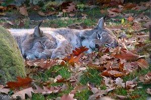 Luchs.JPG