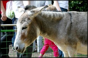 Esel 1.jpg Esel 1.jpg