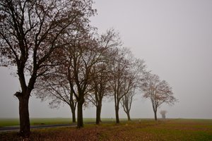Nebel auf der Straße.jpg