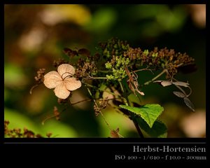 Herbsthortensien 11.jpg