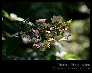 Herbsthortensien 12.jpg