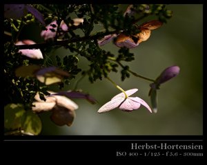 Herbsthortensien 13.jpg