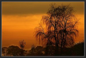 rote BirkeBirkevor rotem Himmel0001 bearb.jpg