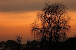 Birke Original0001.JPG