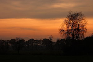 Birke Original10001.JPG