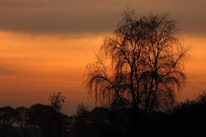 Birke Original20001.JPG