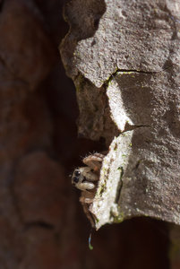 Jagdspinne.jpg Jagdspinne.jpg