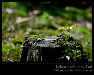 Leben nach dem Tod 01.jpg