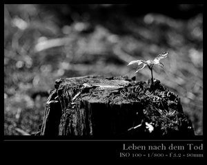 Leben nach dem Tod 02.jpg